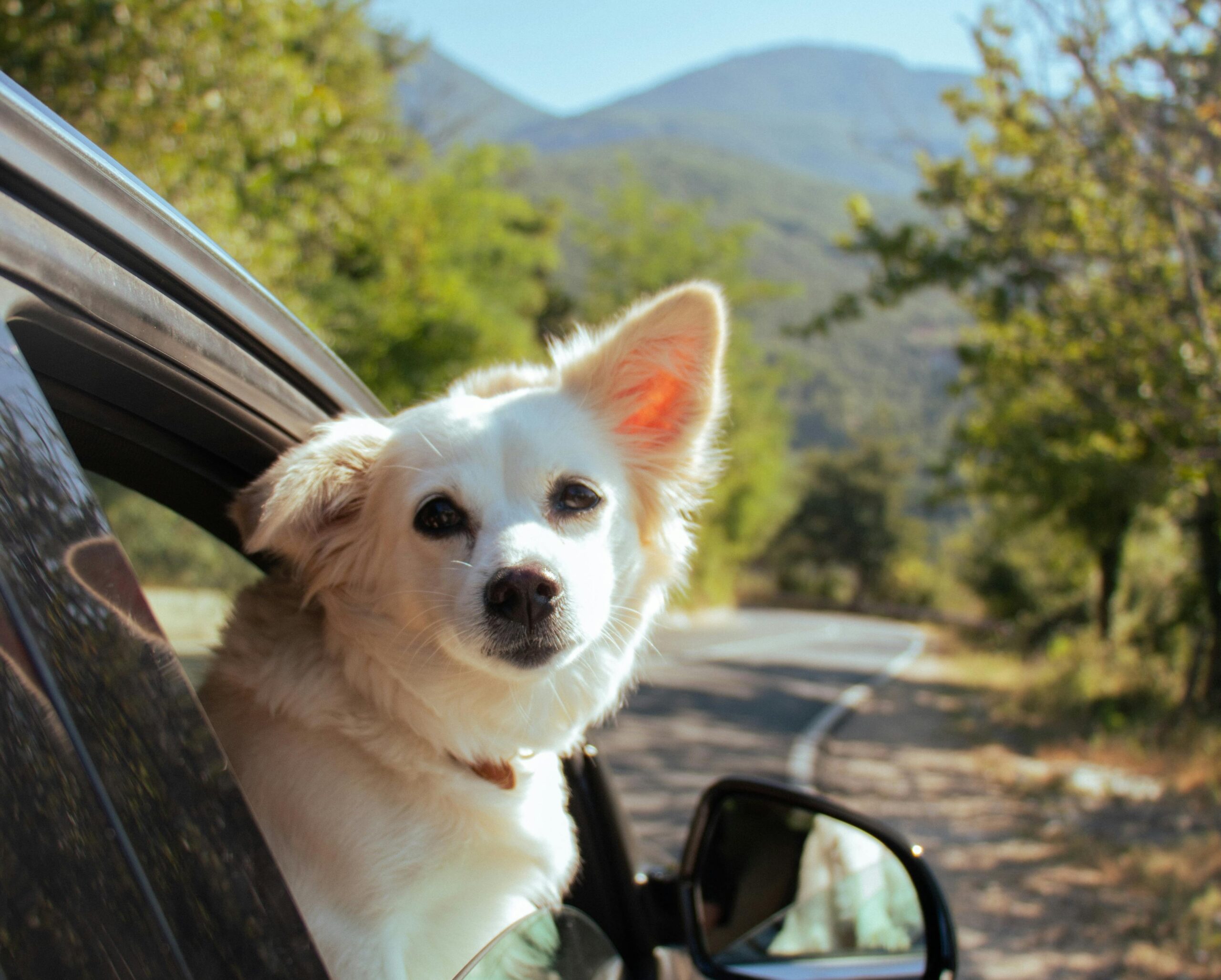 How to get a car loan: a comprehensive guide to financing your dream ride